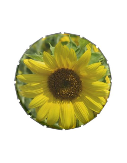 Gorgeous Gold Sunflower Candy Tin