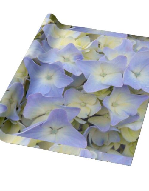 Pretty and Colorful Light Blue Hydrangea Flowers Wrapping Paper