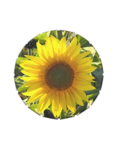 Sassy Sunflower Candy Tin